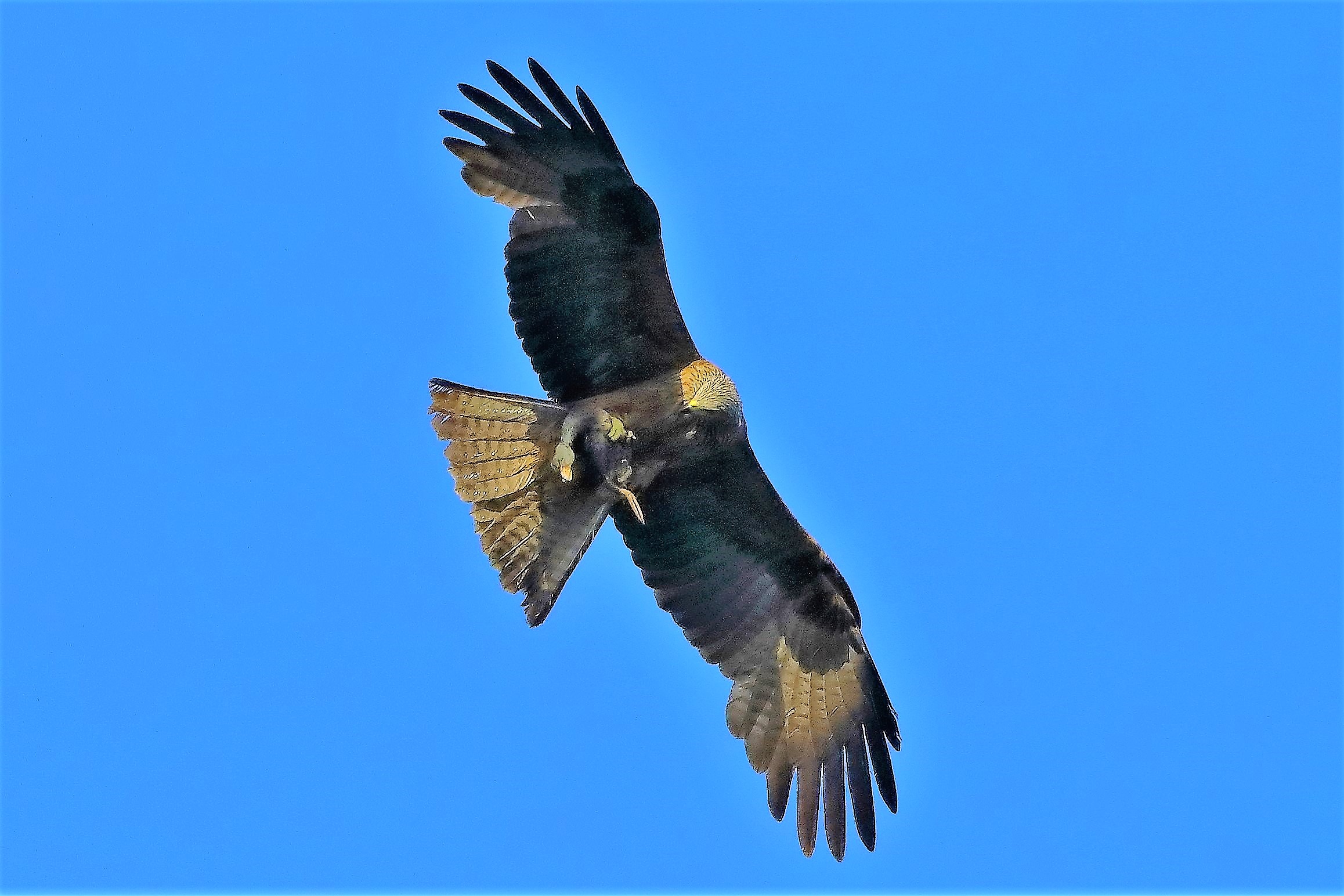 Nibbio bruno 06-06-2022