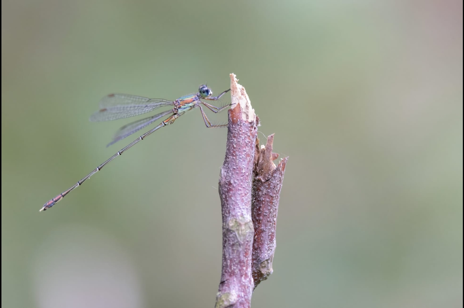 Chalcolestes parvidens