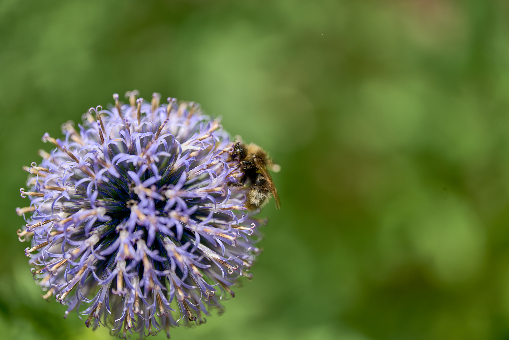 giardino esperia 2022