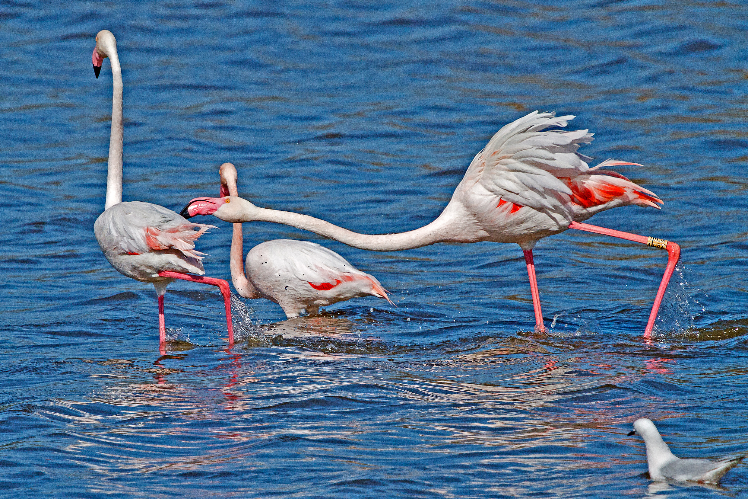 Screzi tra Fenicotteri