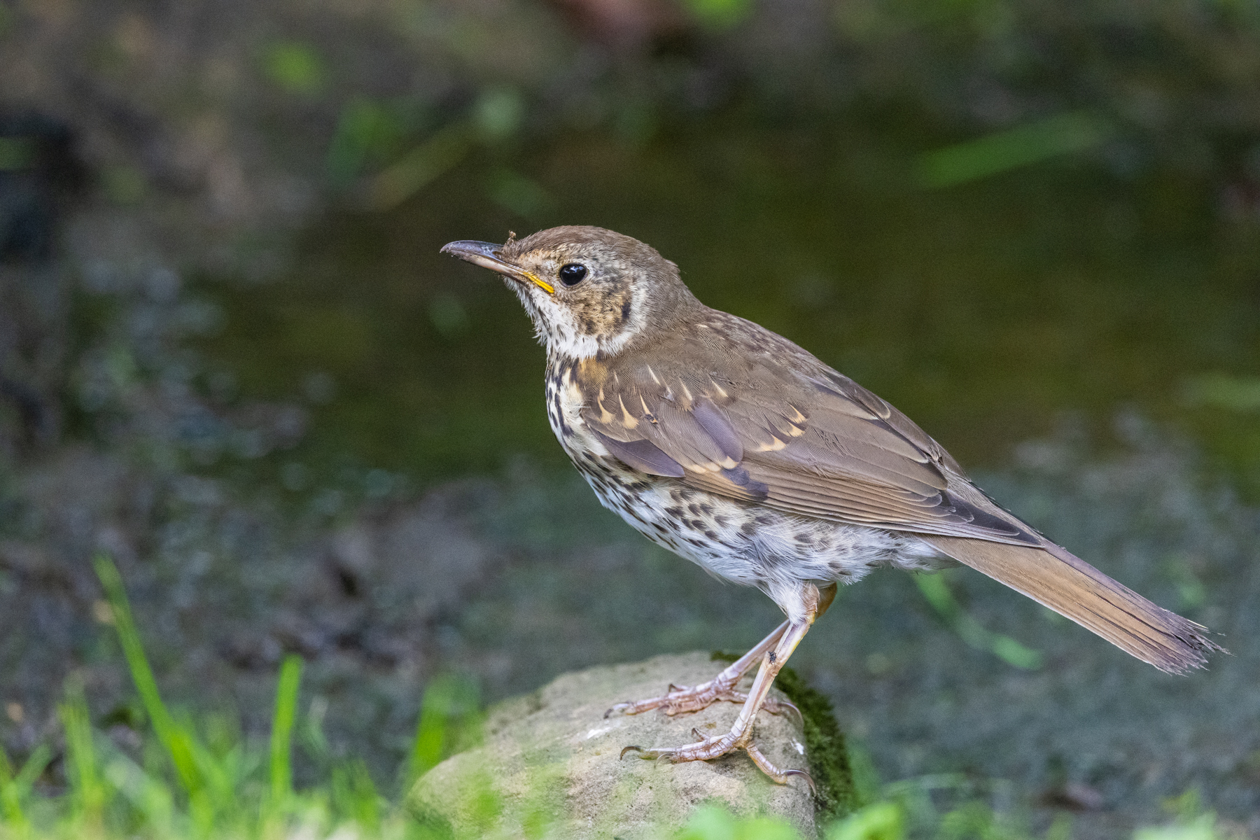 Giovane tordo bottaccio
