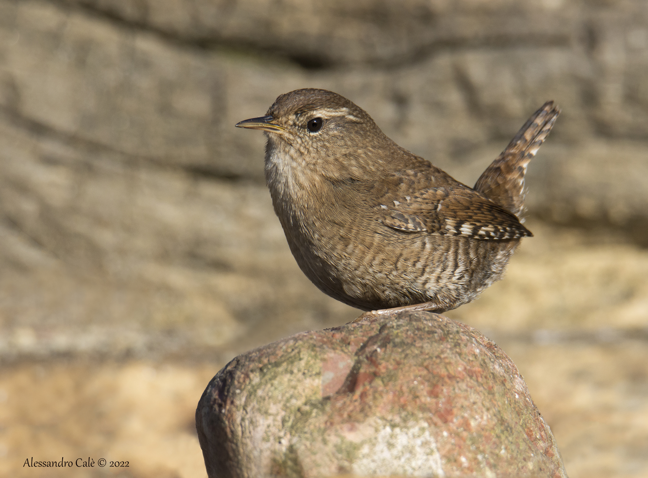 Troglodytes troglodytes (Scricciolo) 3479