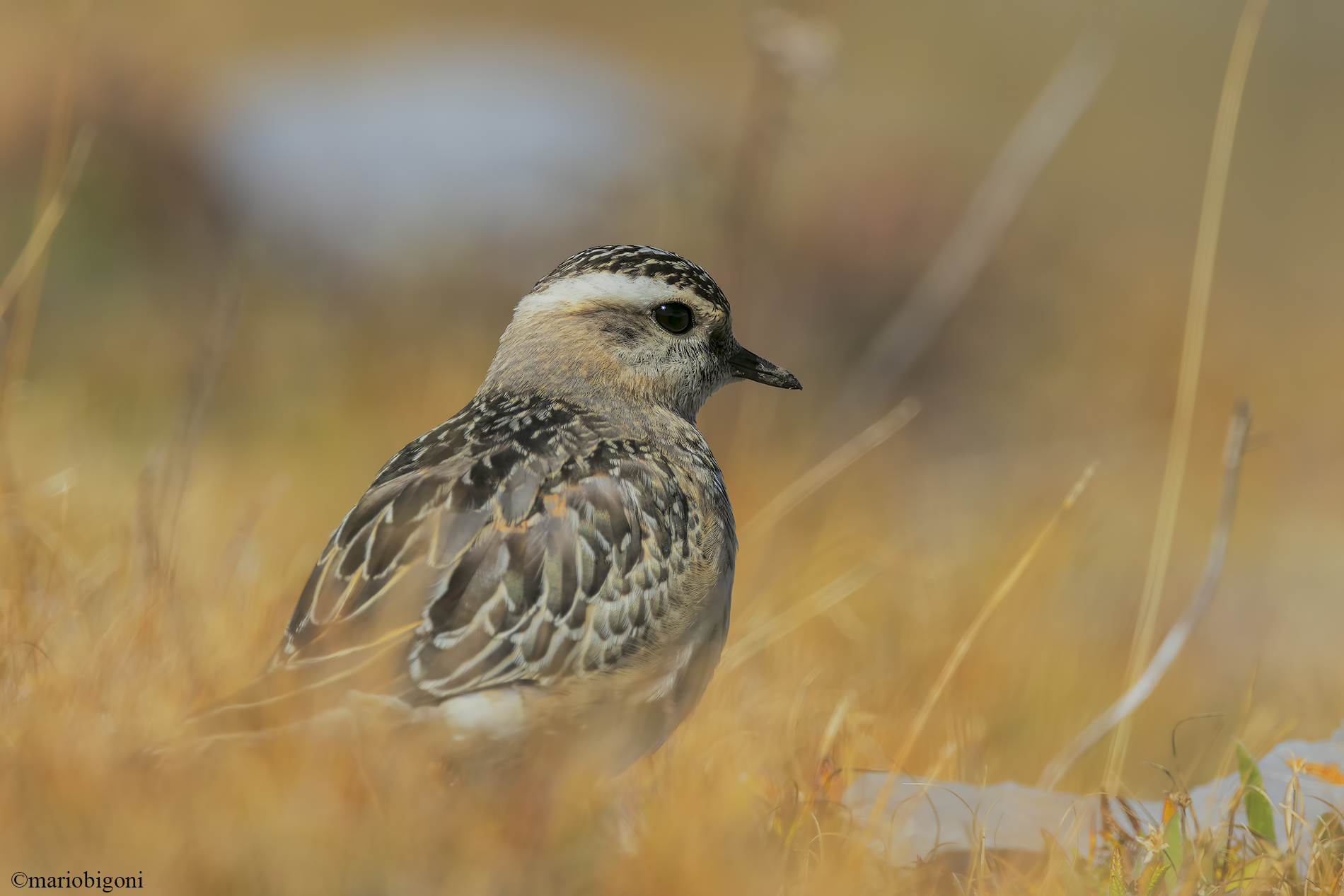 Tortolino plover