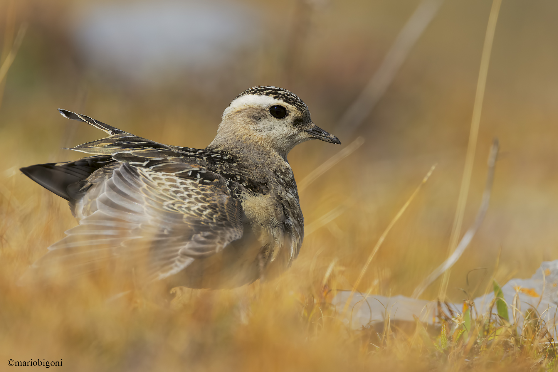 Tortolino plover
