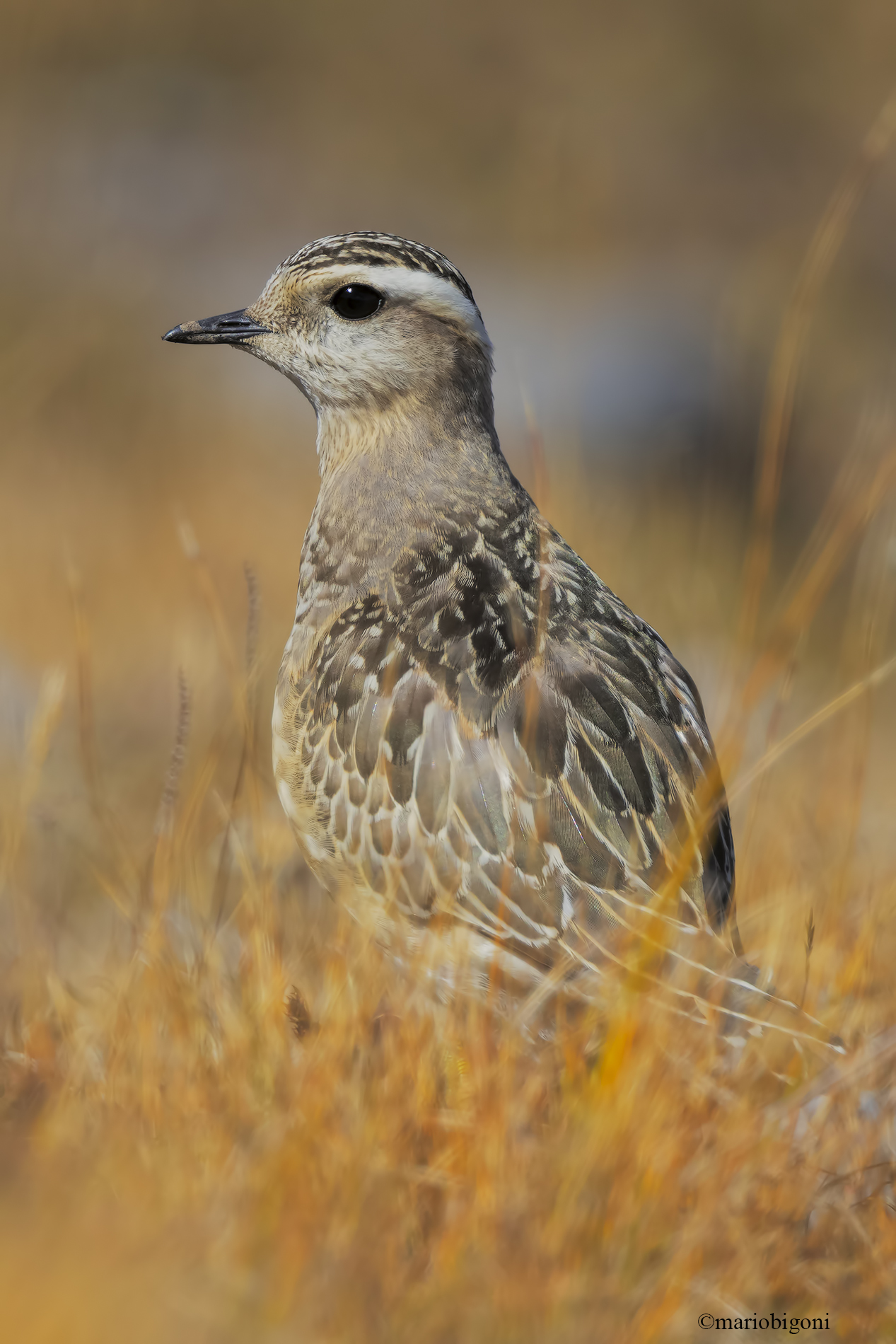 Tortolino plover