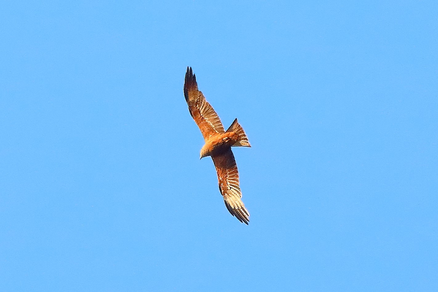 Nibbio bruno 12-07-2022