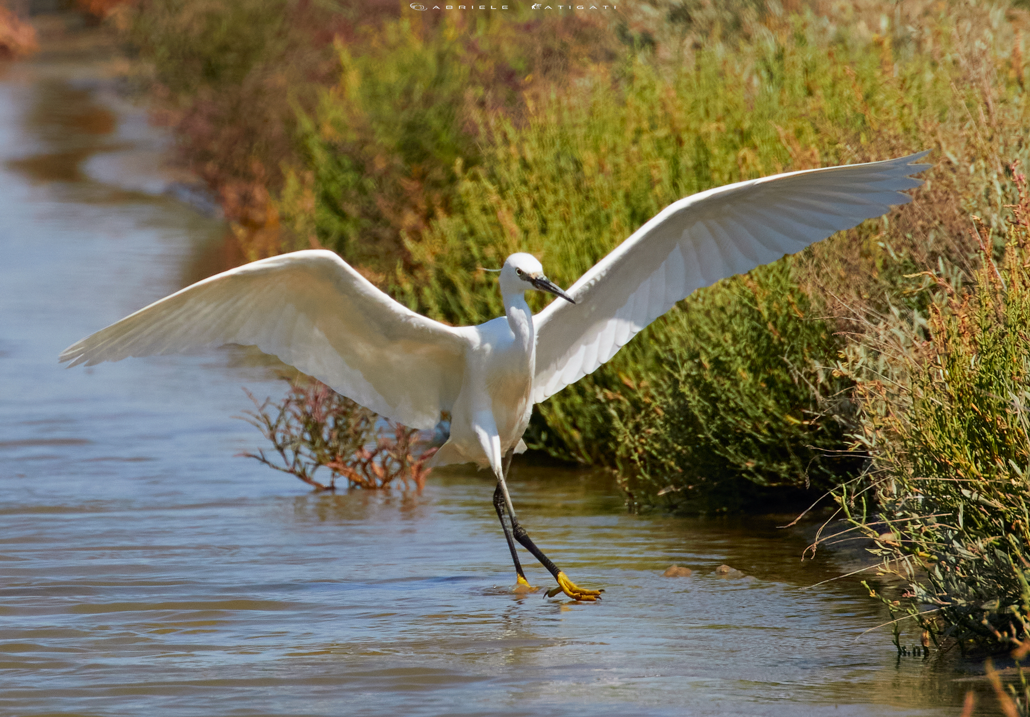 The elegance of the egret