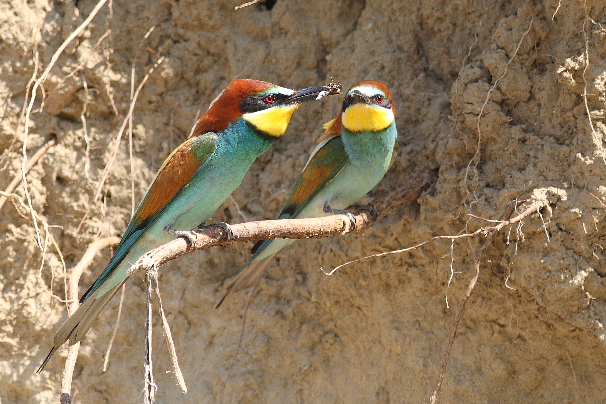 I almost stole him ......