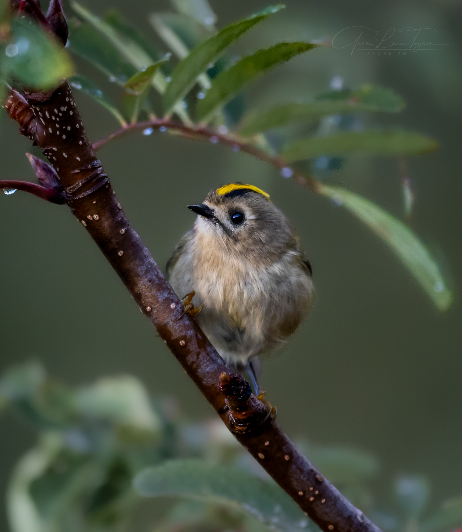 piccola dolce malinconia | tiny sweet melancholy