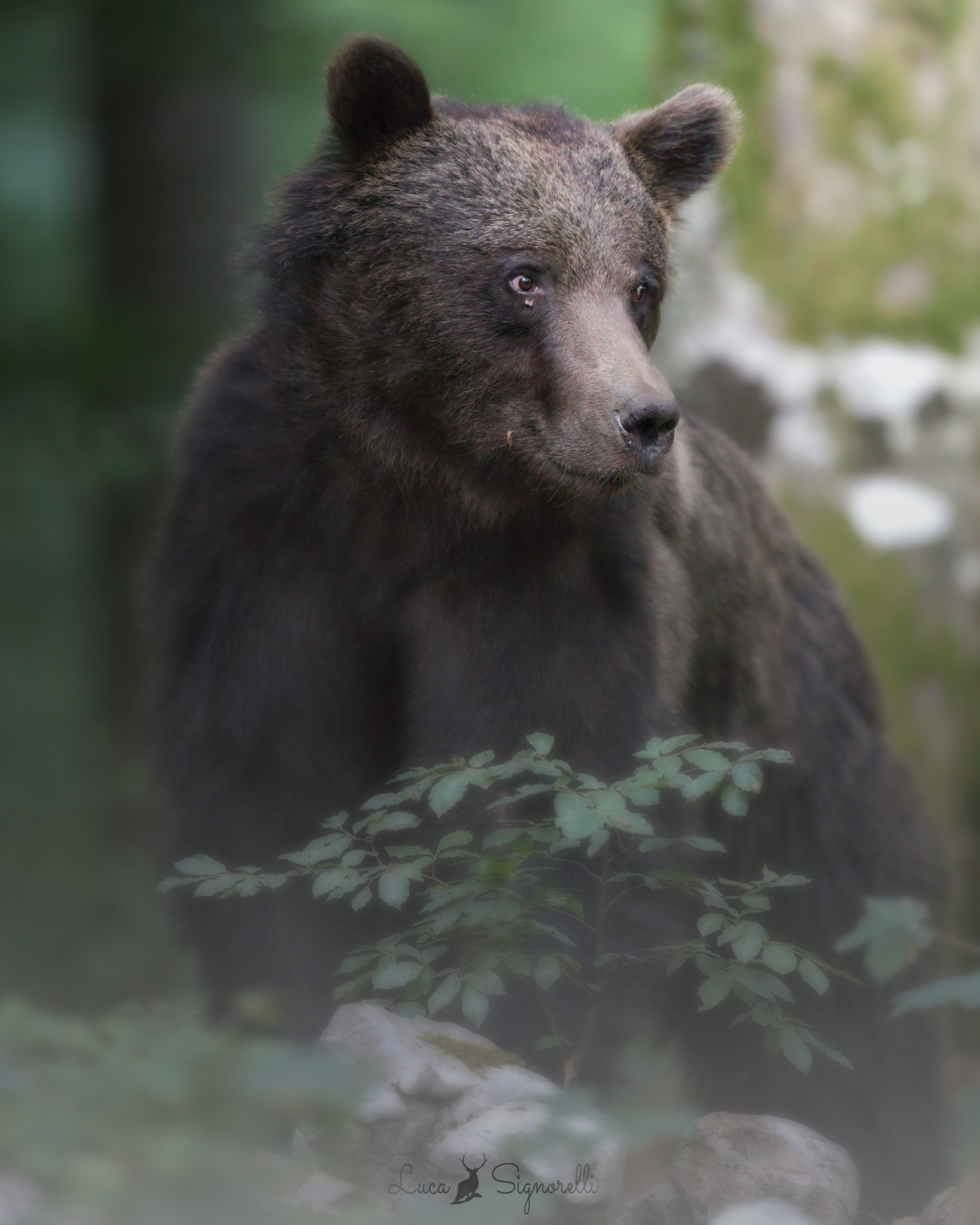 Young male brown bear
