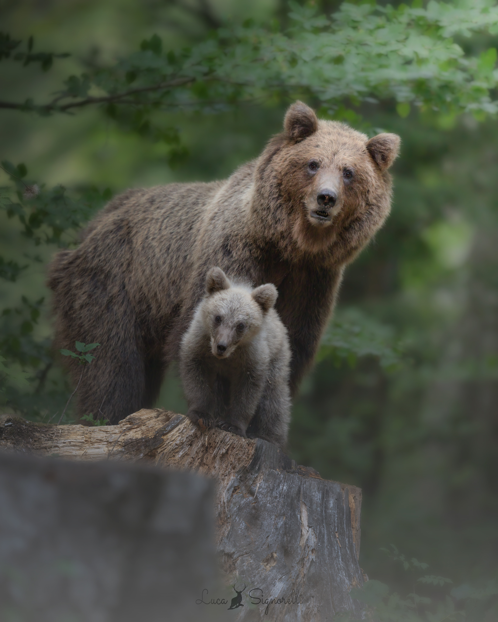 Mother and baby bear Bruno