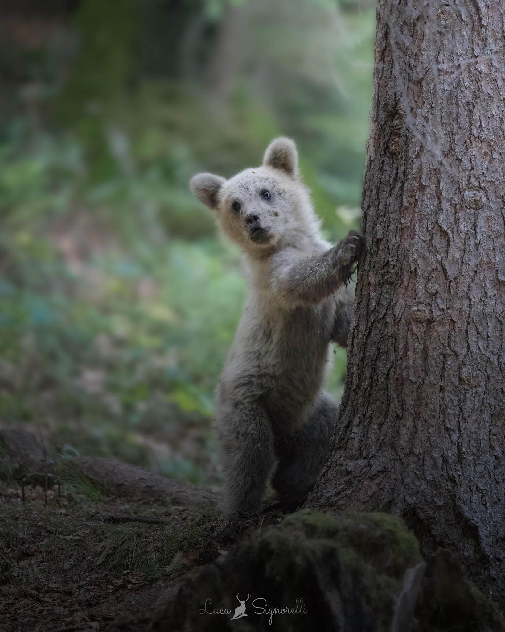 A brown bear cub