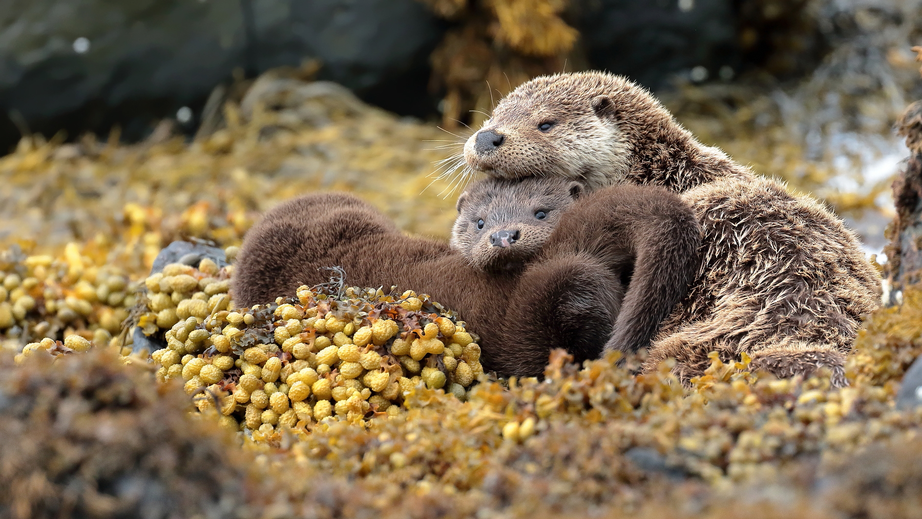 Close to mom...