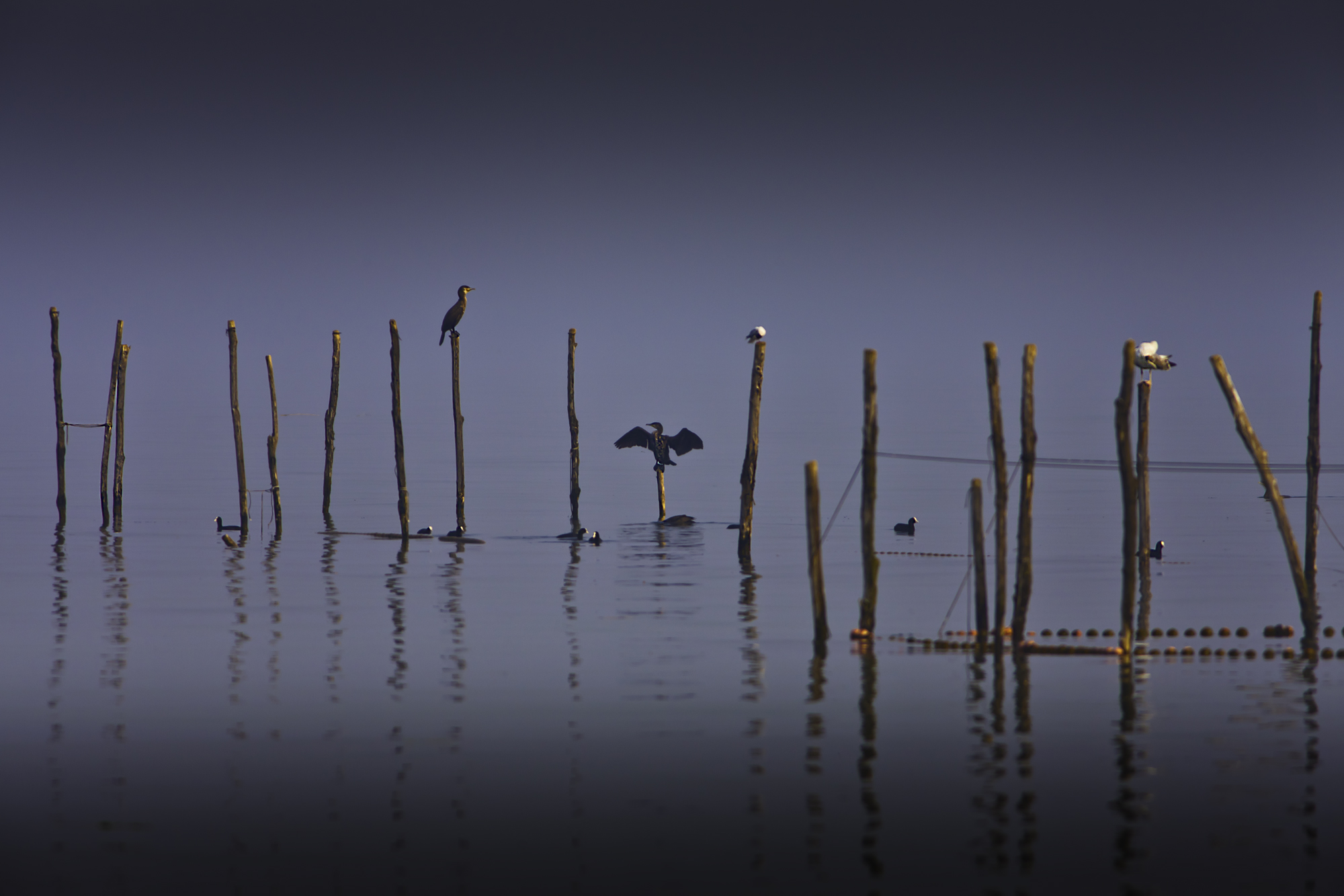 Avifauna del lago di Garda