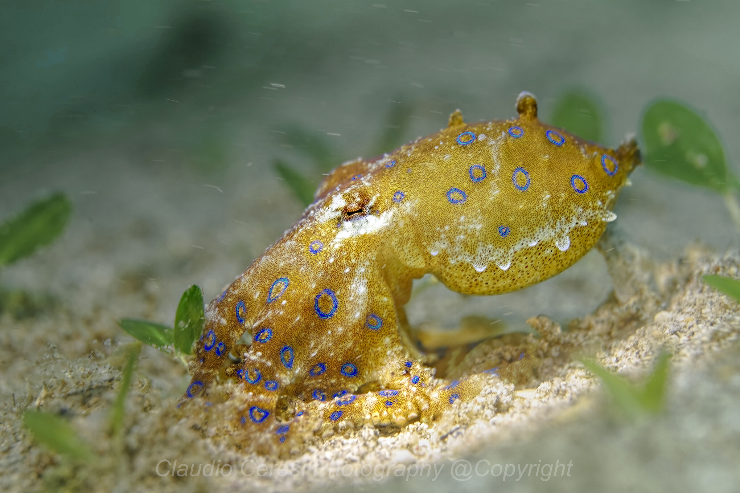 blue ring octopus , Hapalochlaena lunulata Philippine ,