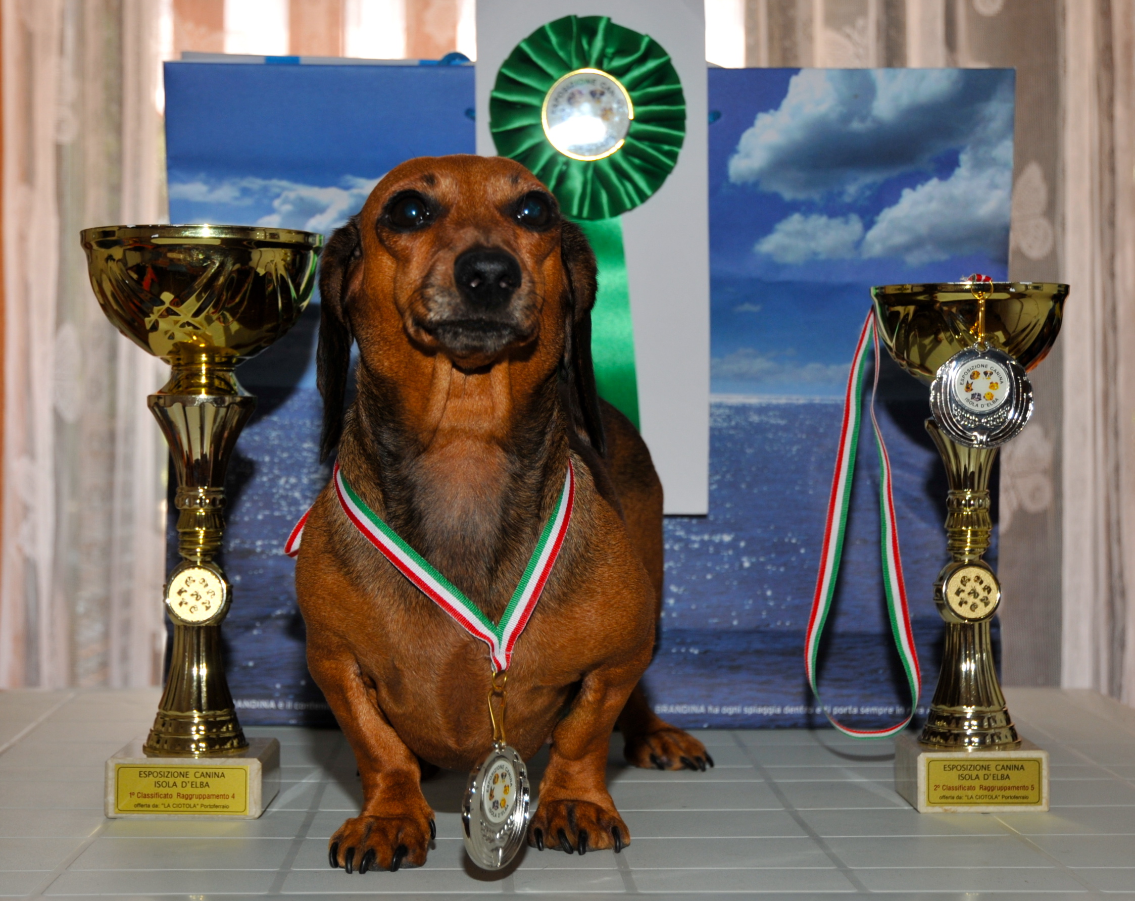 The champion if the pull