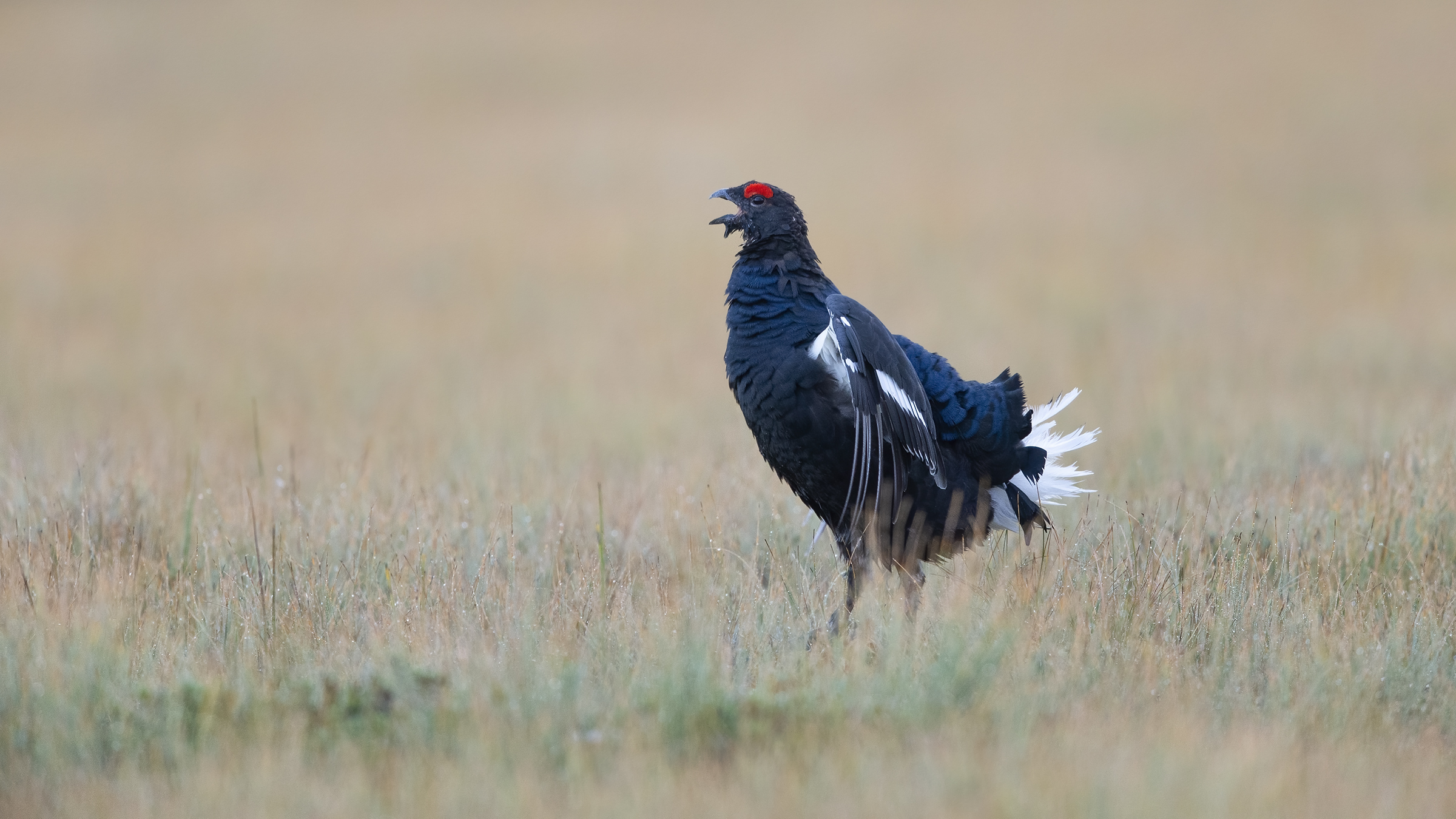 Mountain pheasant ((Lyrurus tetrix)