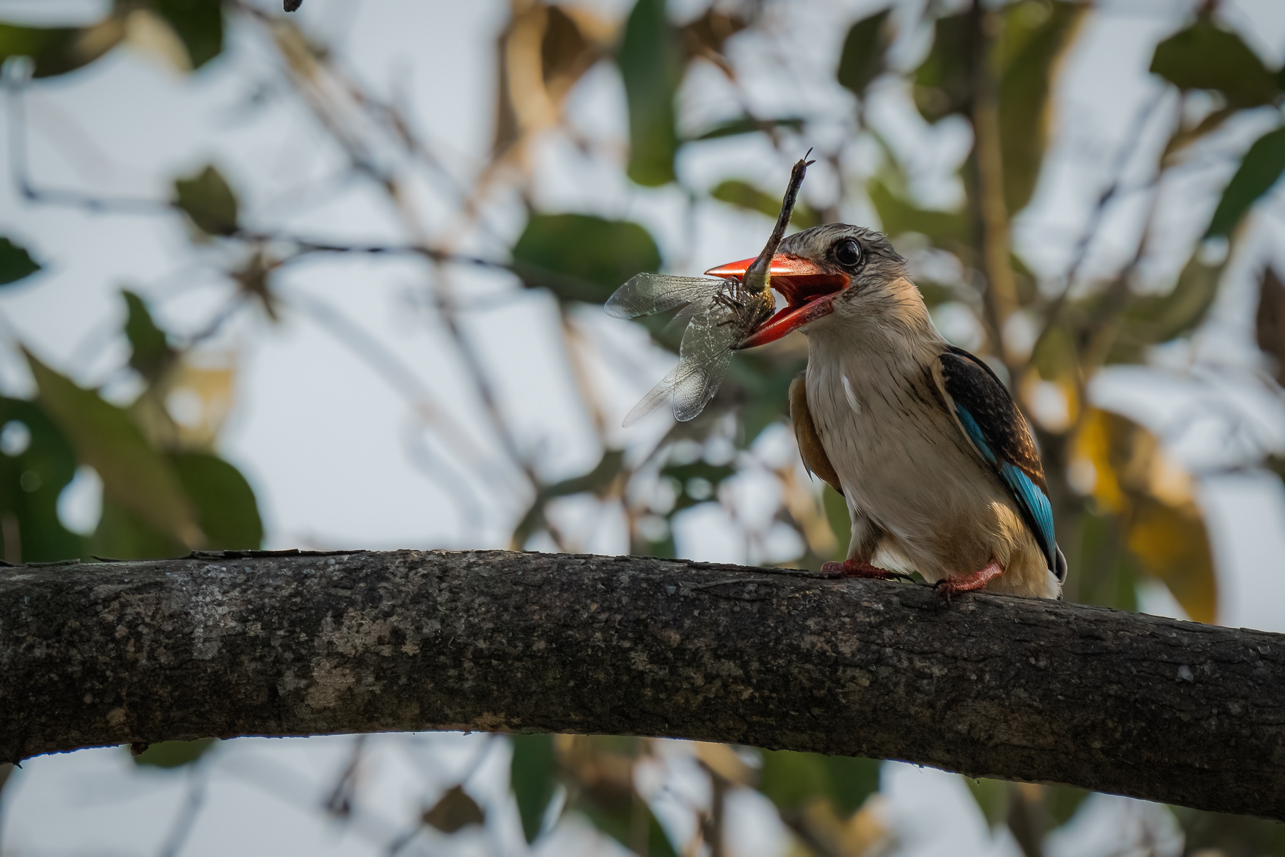 martin pescatore kruger