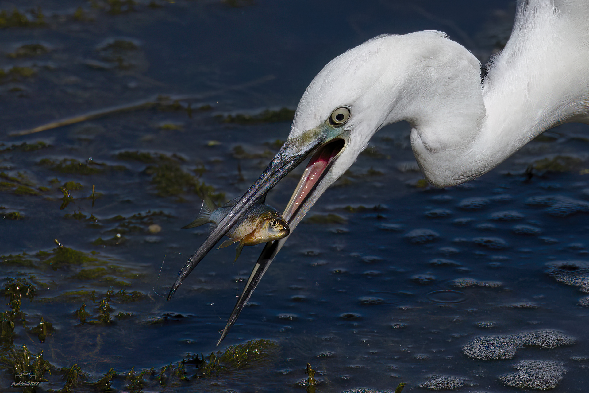 Egret