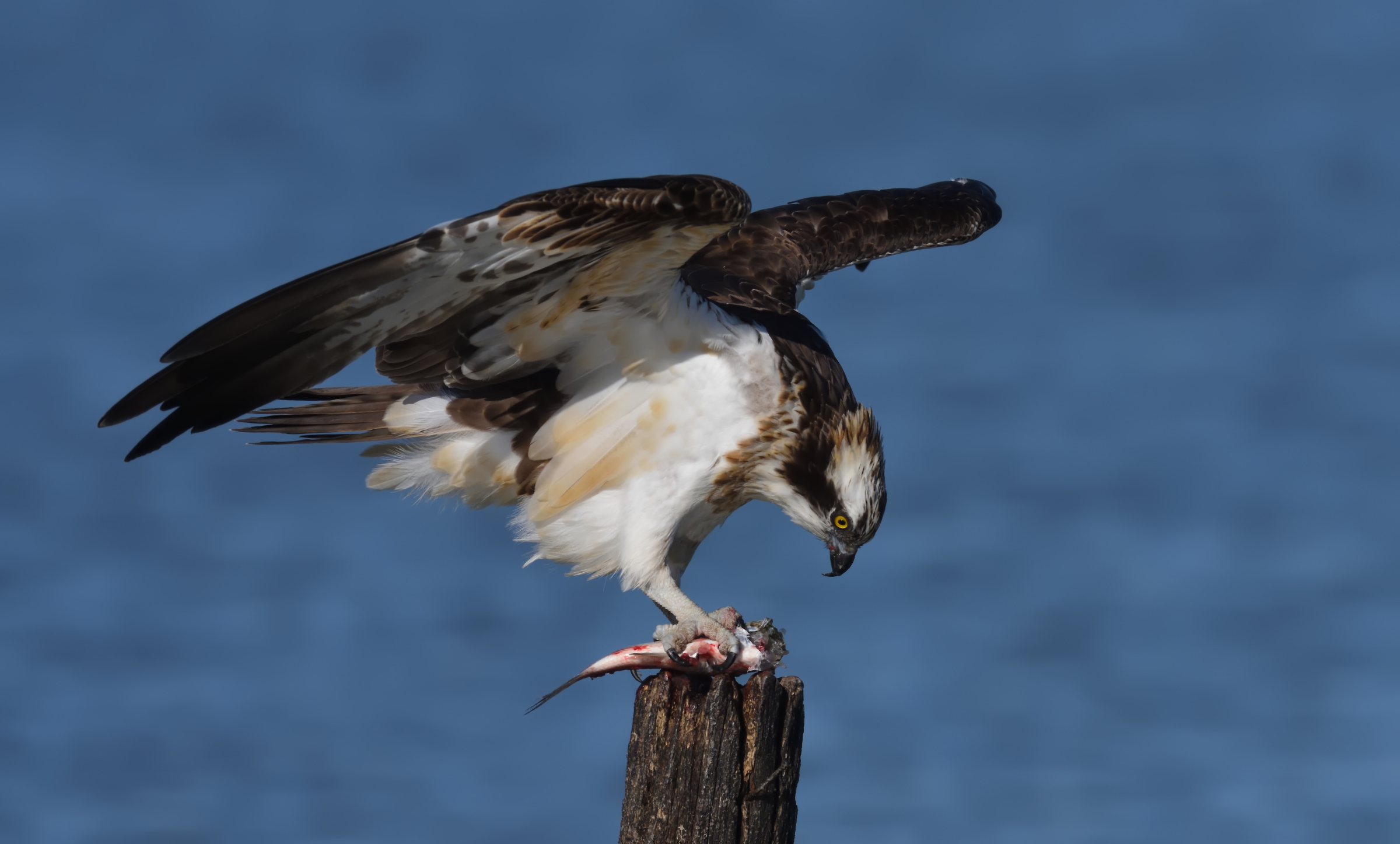 "My usual" osprey ...