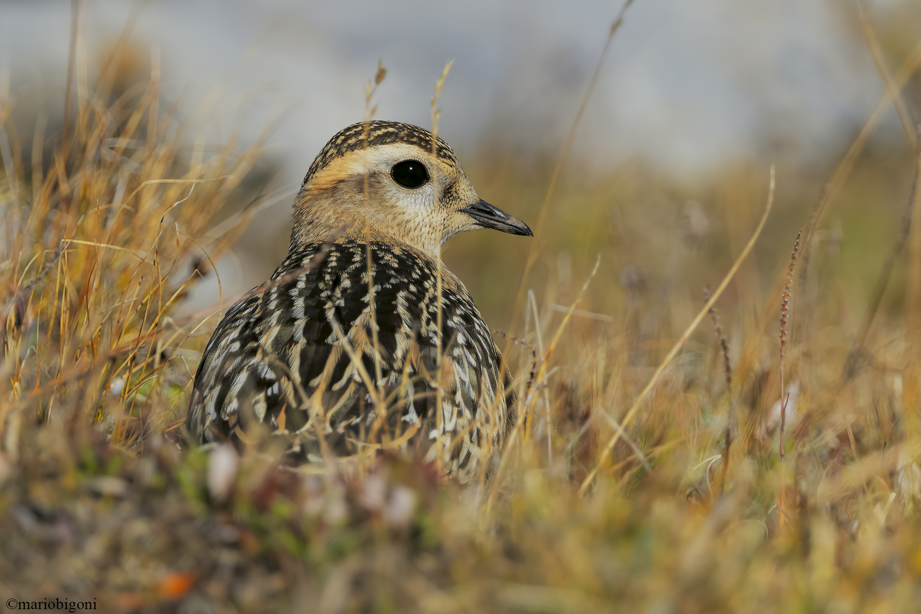 Tortolino plover