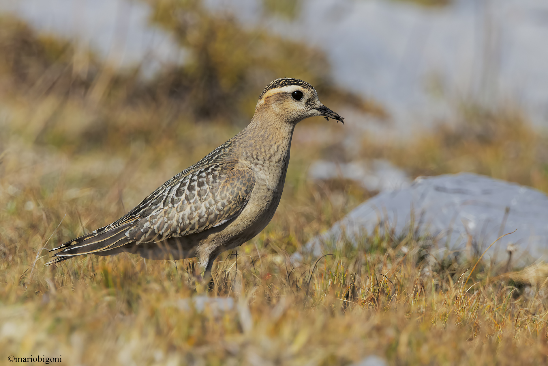 Tortolino plover