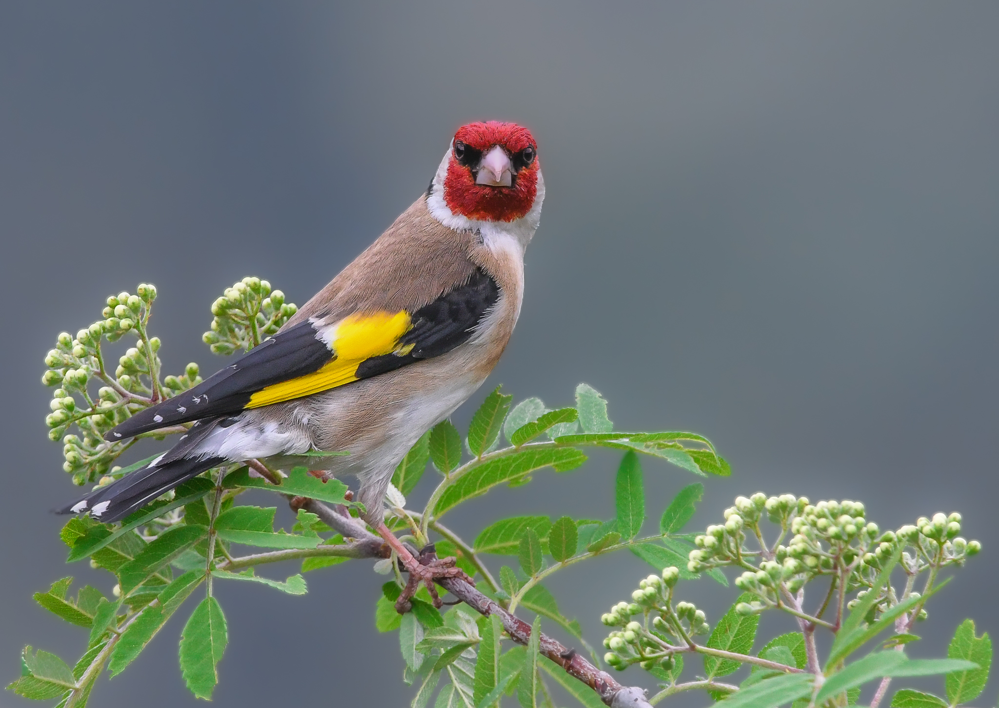 Faccia a faccia col Cardellino