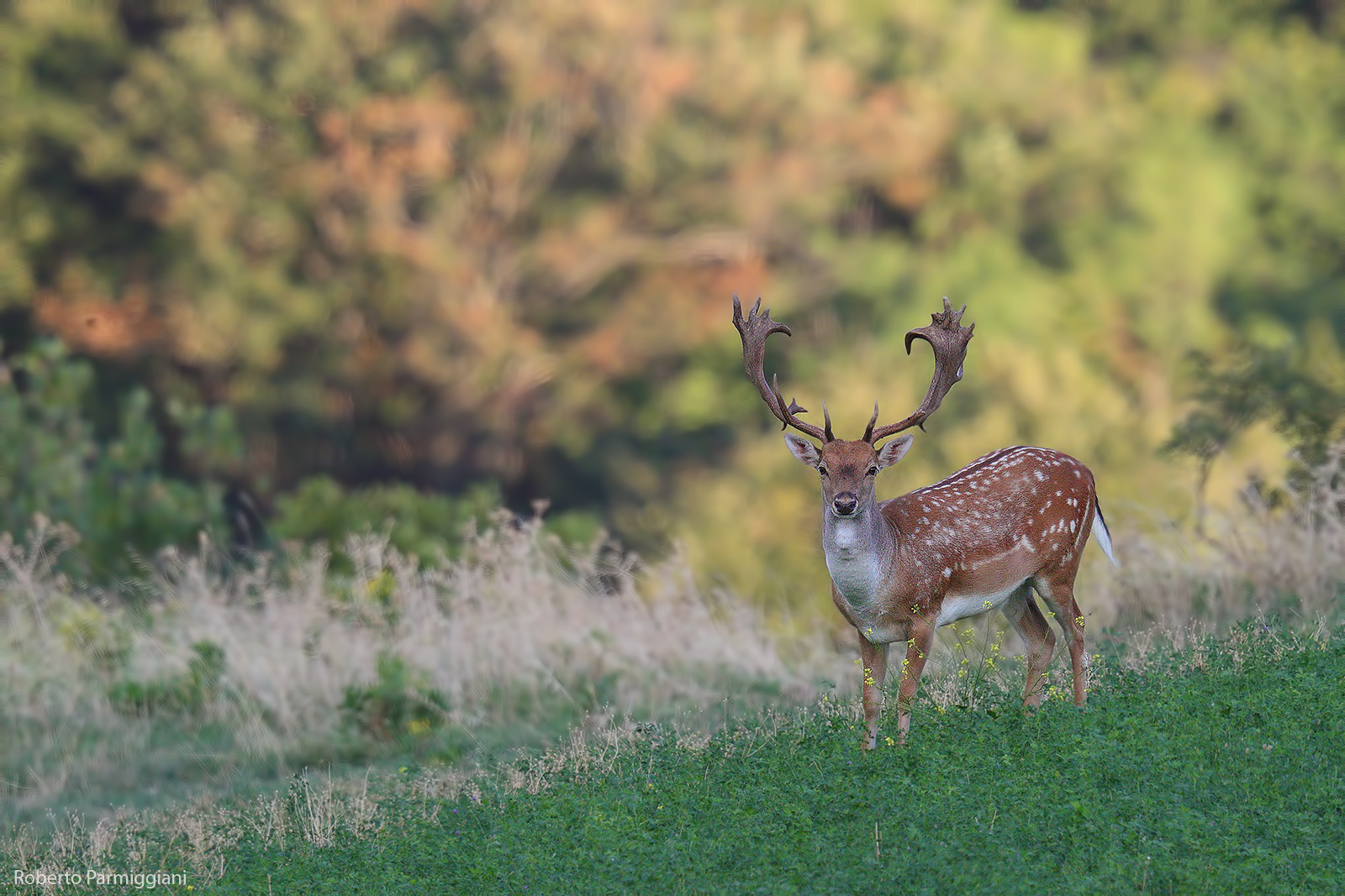 Primi accenni d'autunno