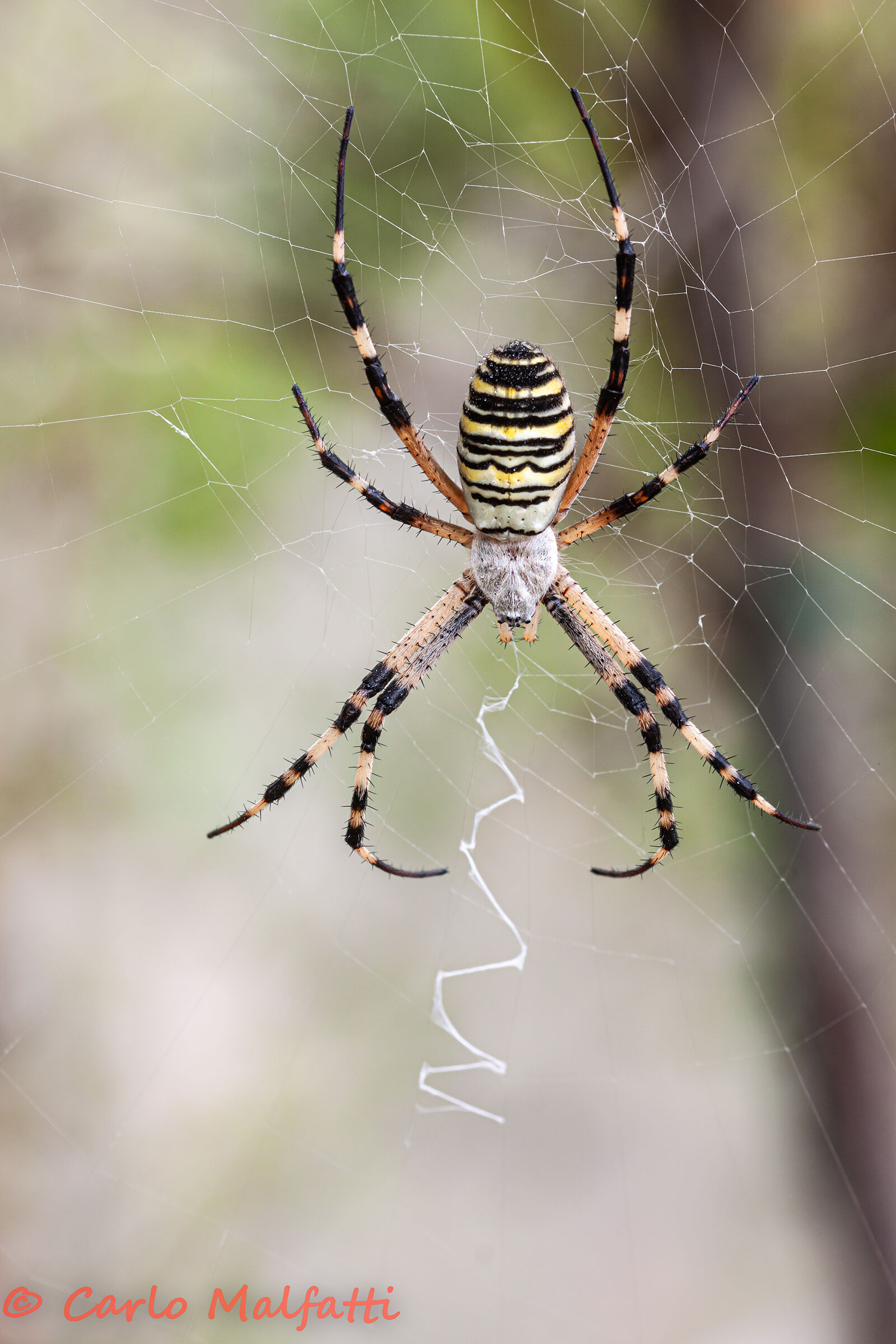 Argiope