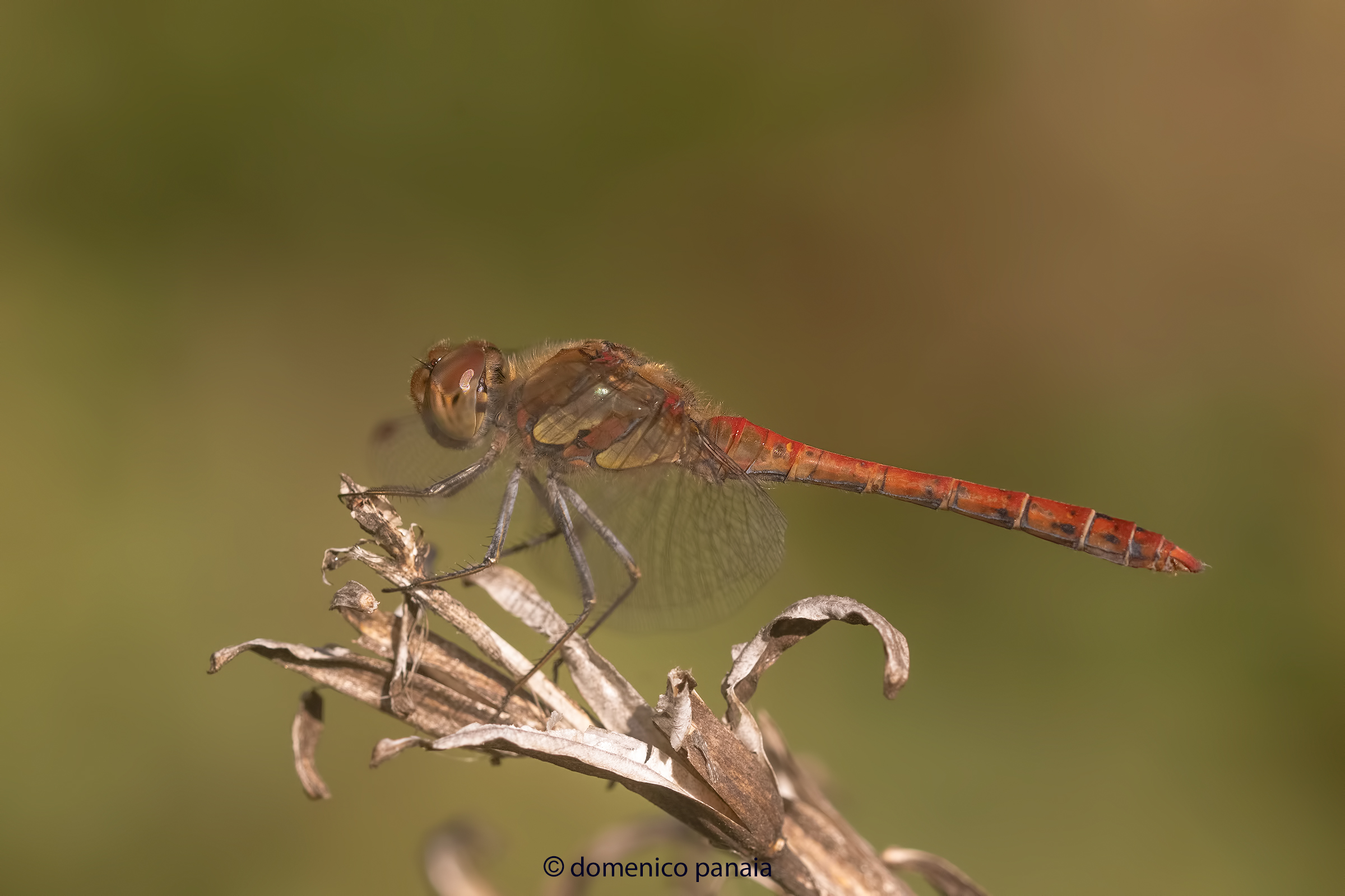 sympetrum striolatum