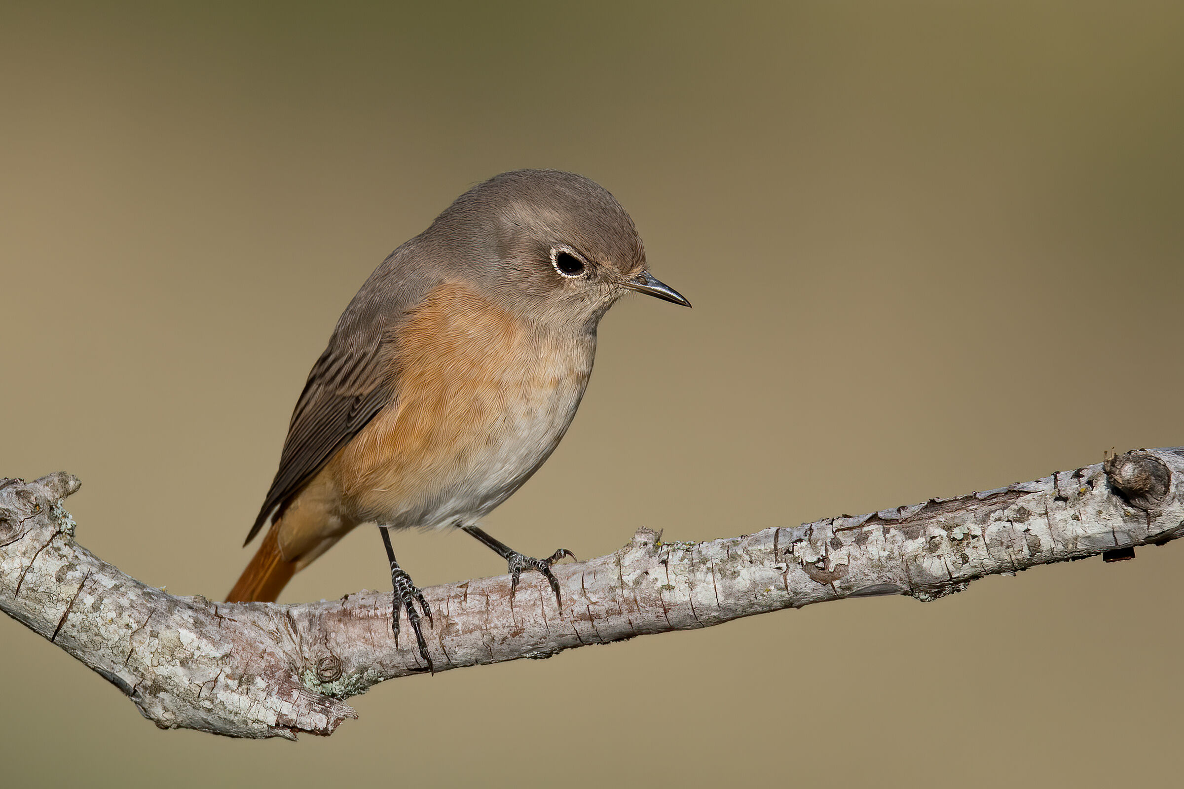 Codirosso comune femmina(Phoenicurus phoenicurus)