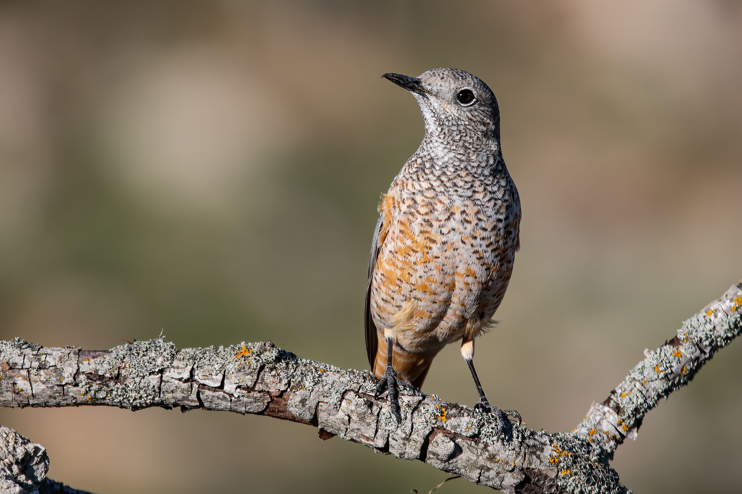Codirossone femmina(Monticola saxatilis)