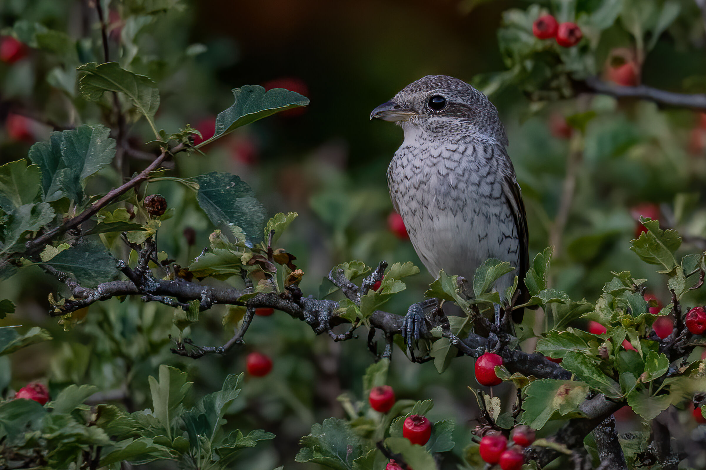 Averla piccola(Lanius  collurio)