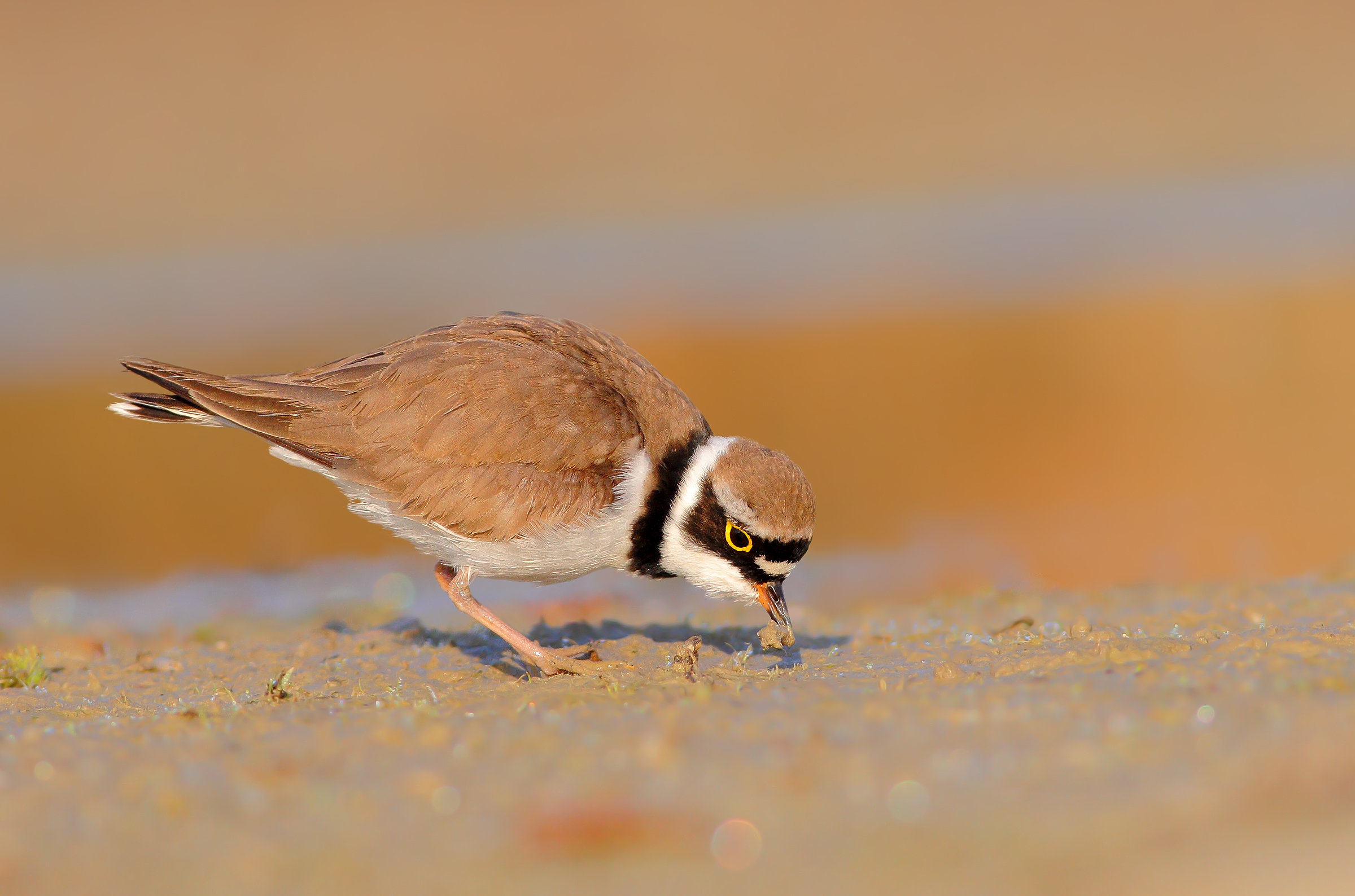 Little ringed plover
