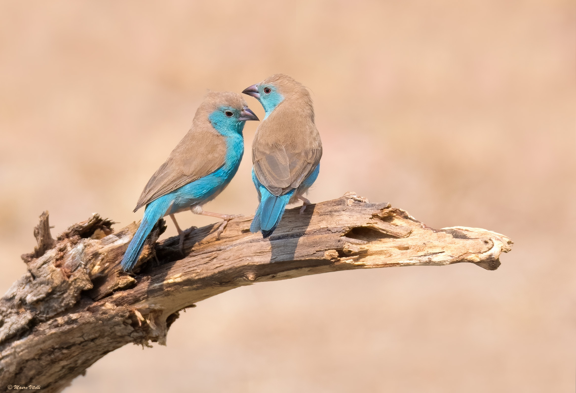Blue wax beak (Uraeginthus angolensis)
