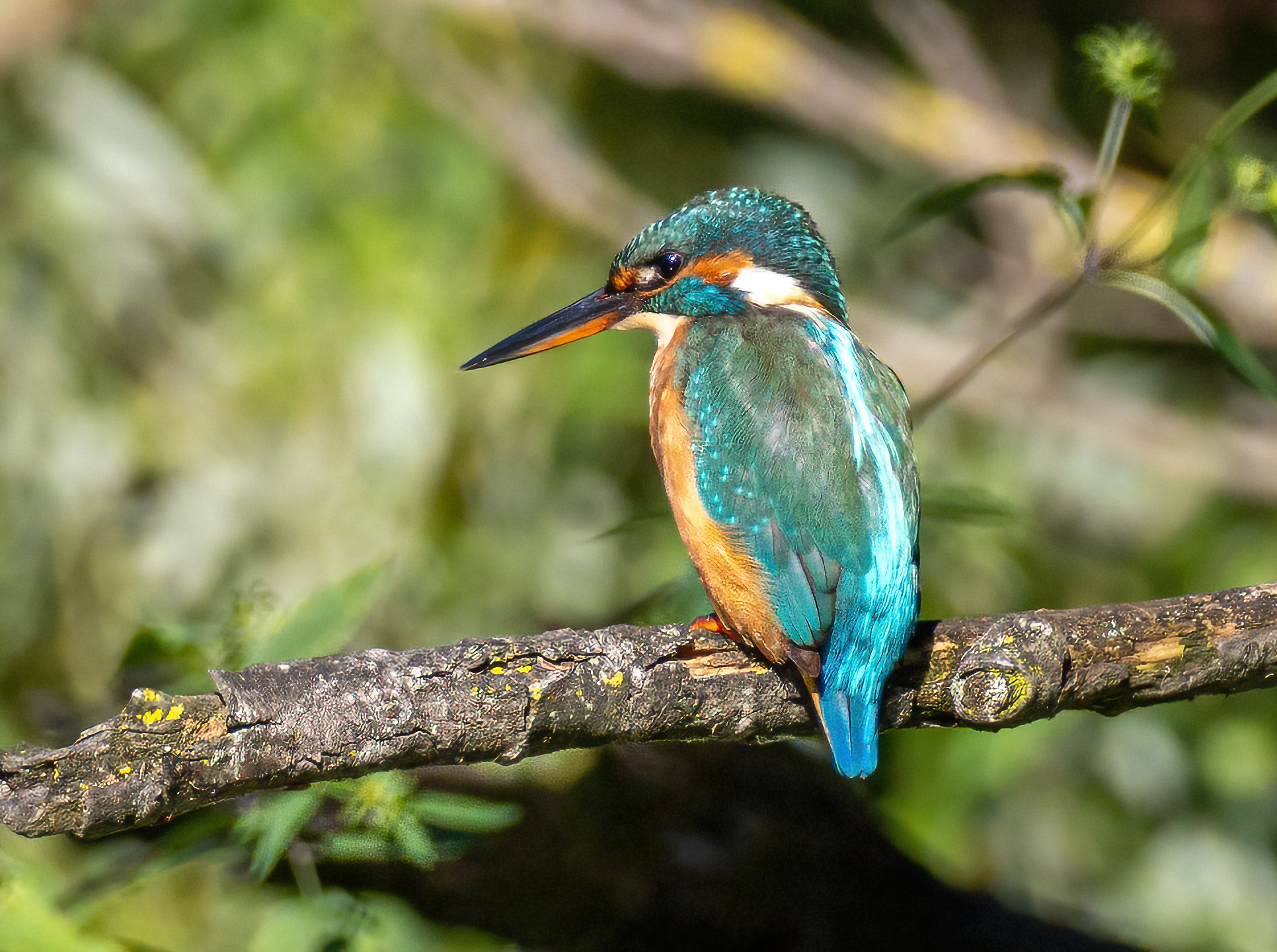Female kingfisher