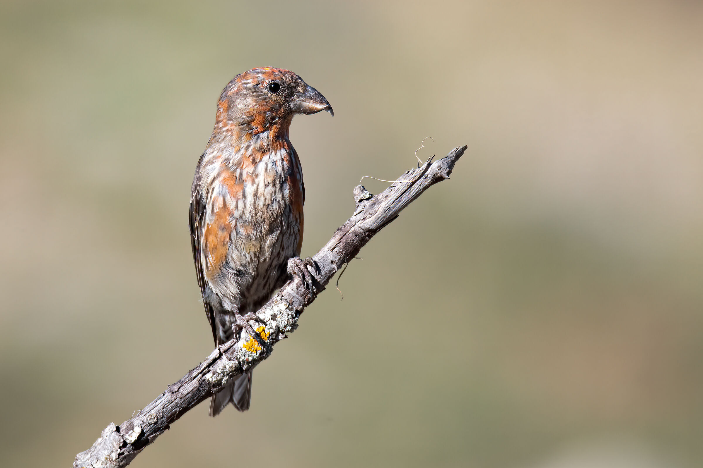 Crociere(Loxia curvirostra)