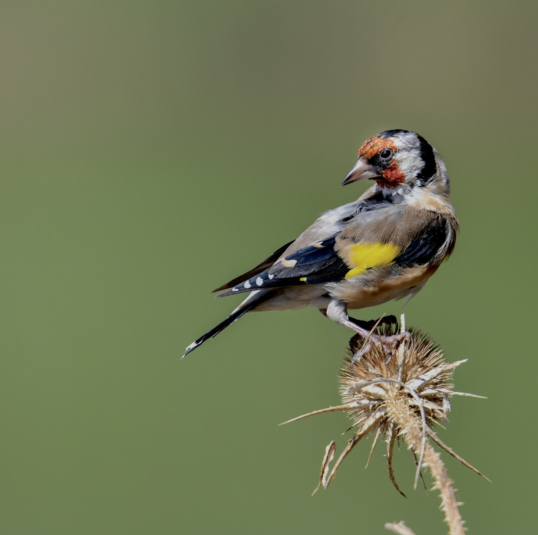 Goldfinch on woolen thistle