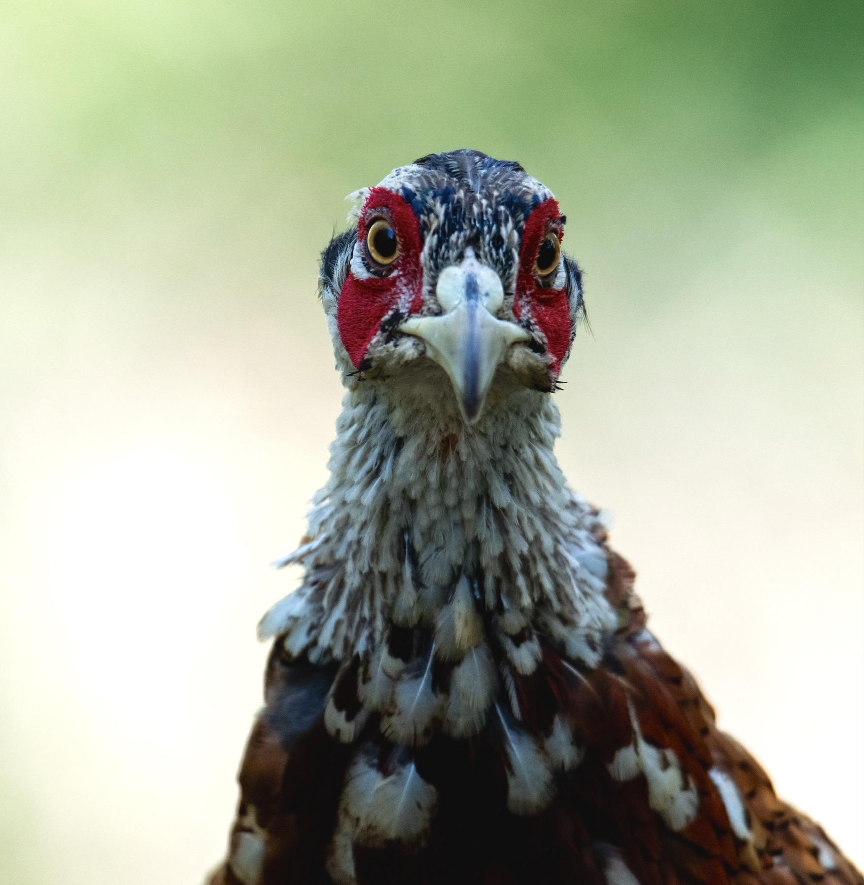 Pheasant