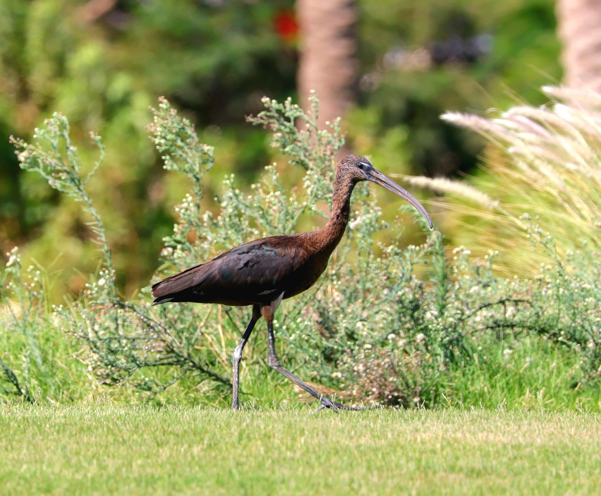 Ibis nero a Sharm el Sheikh