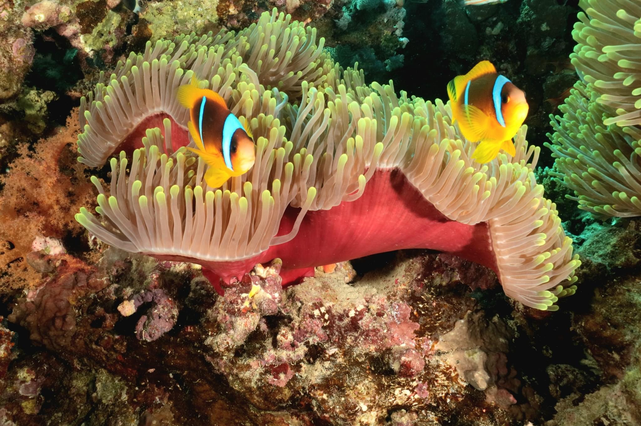 Anemone e clown Fish