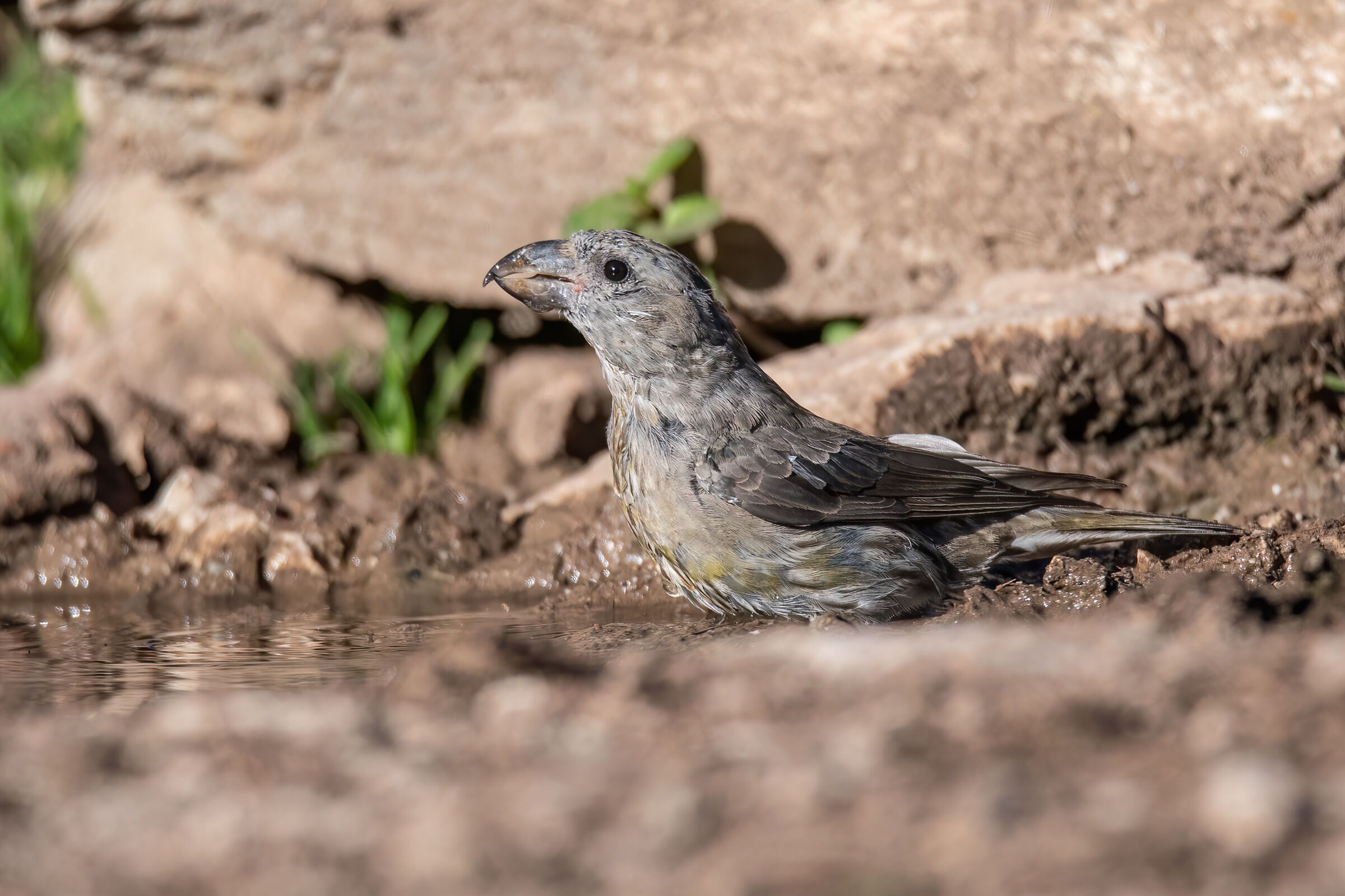 Crociere(Loxia curvirostra)