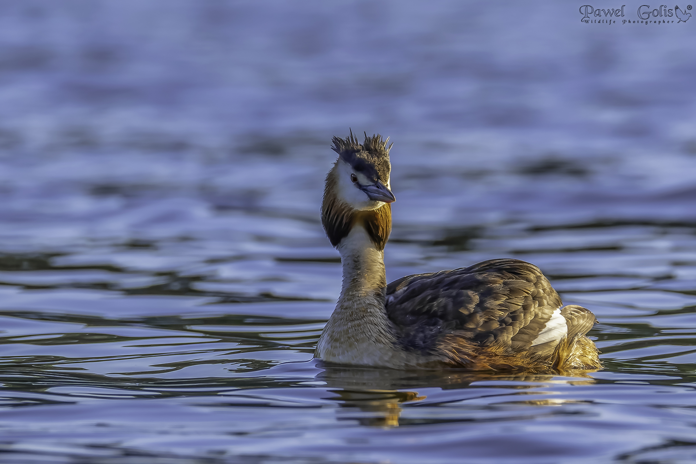 Great crested grebe (Podiceps cristatus)