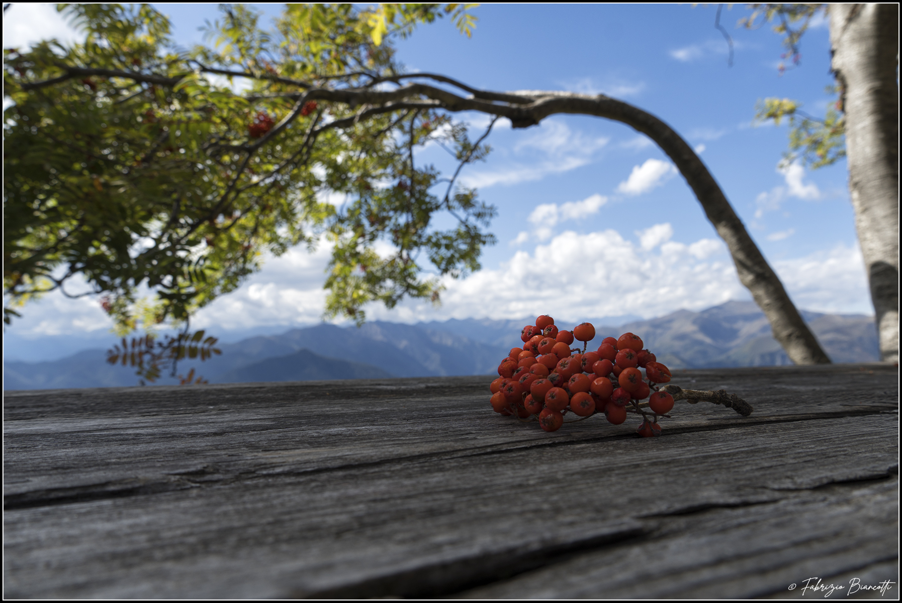 Mountain berries