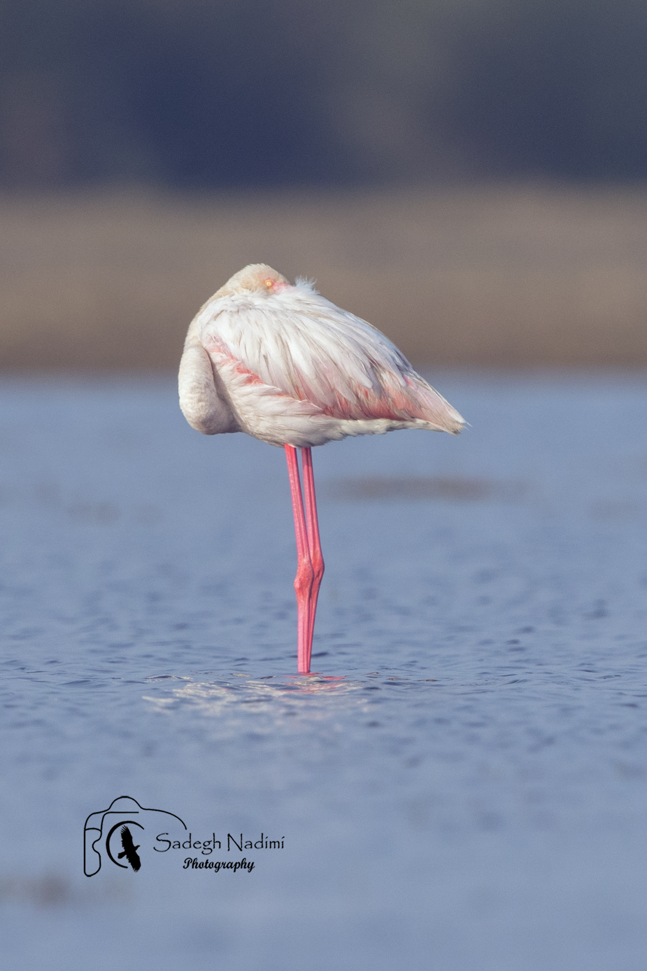 flamingo