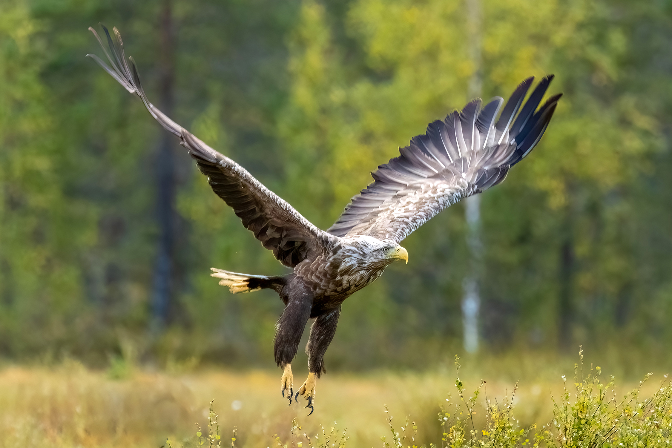 white tail sea eagle