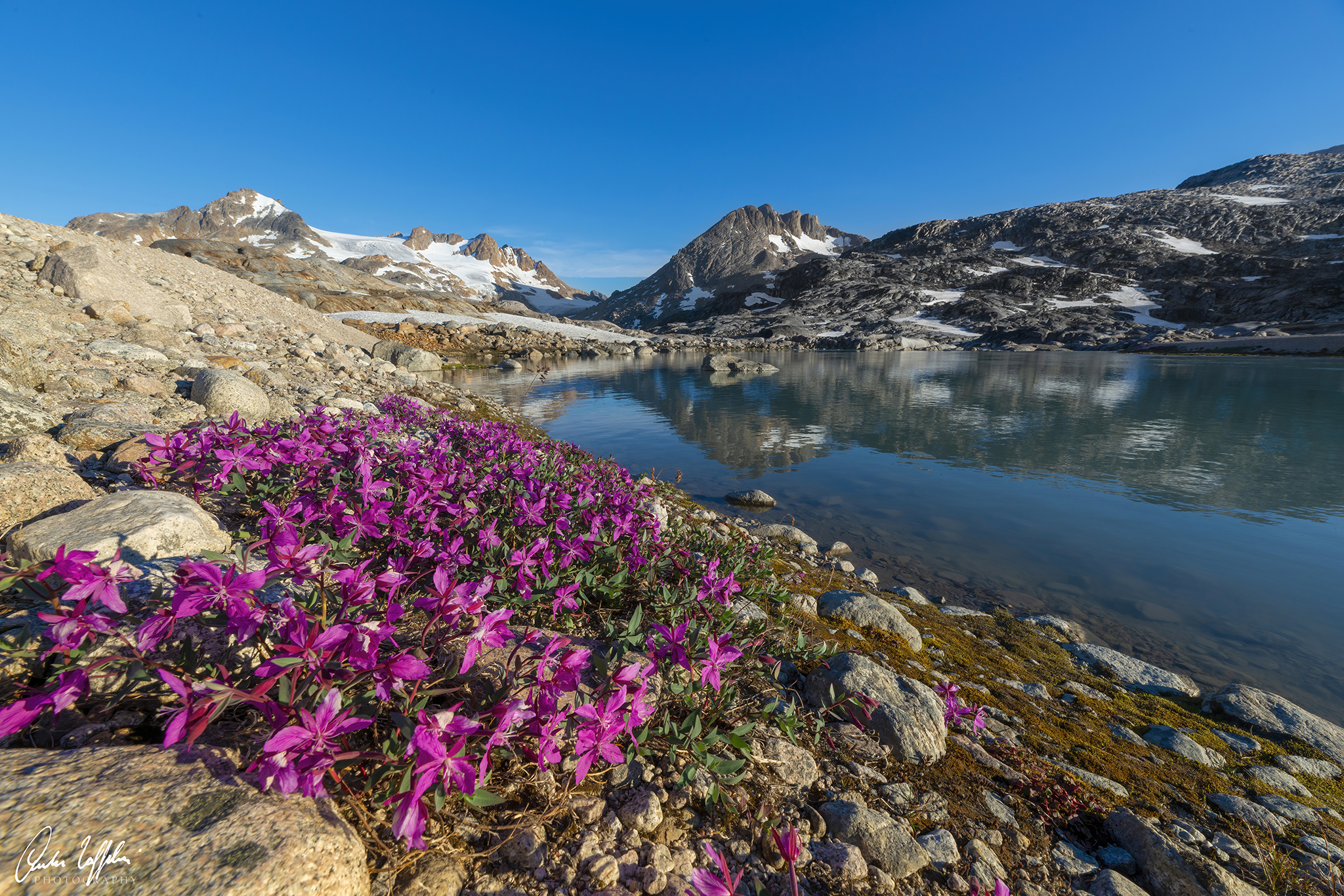 Chamaenerion latifolium