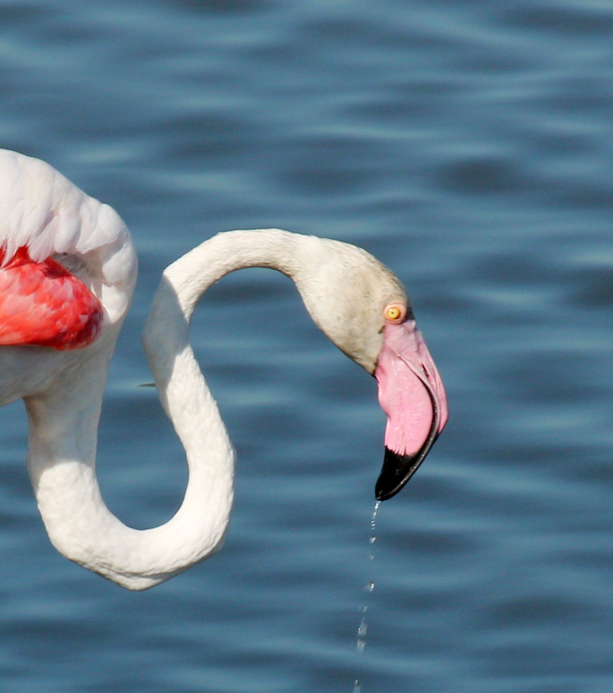 the Flamingo