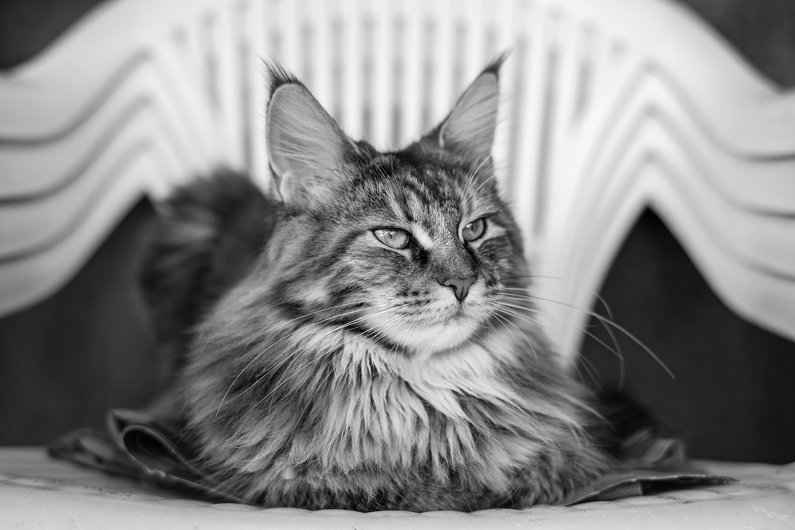 Moon on the pile of chairs.