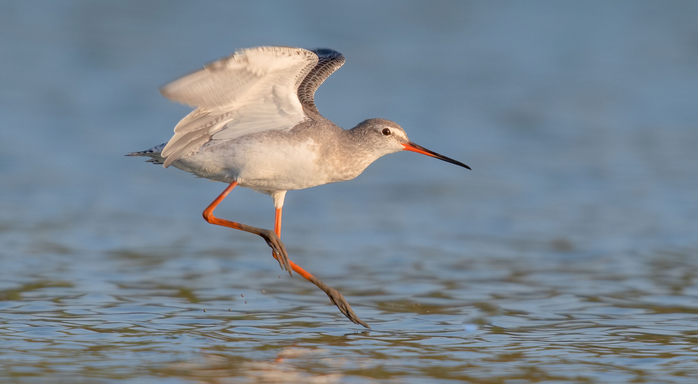 spotted redshank